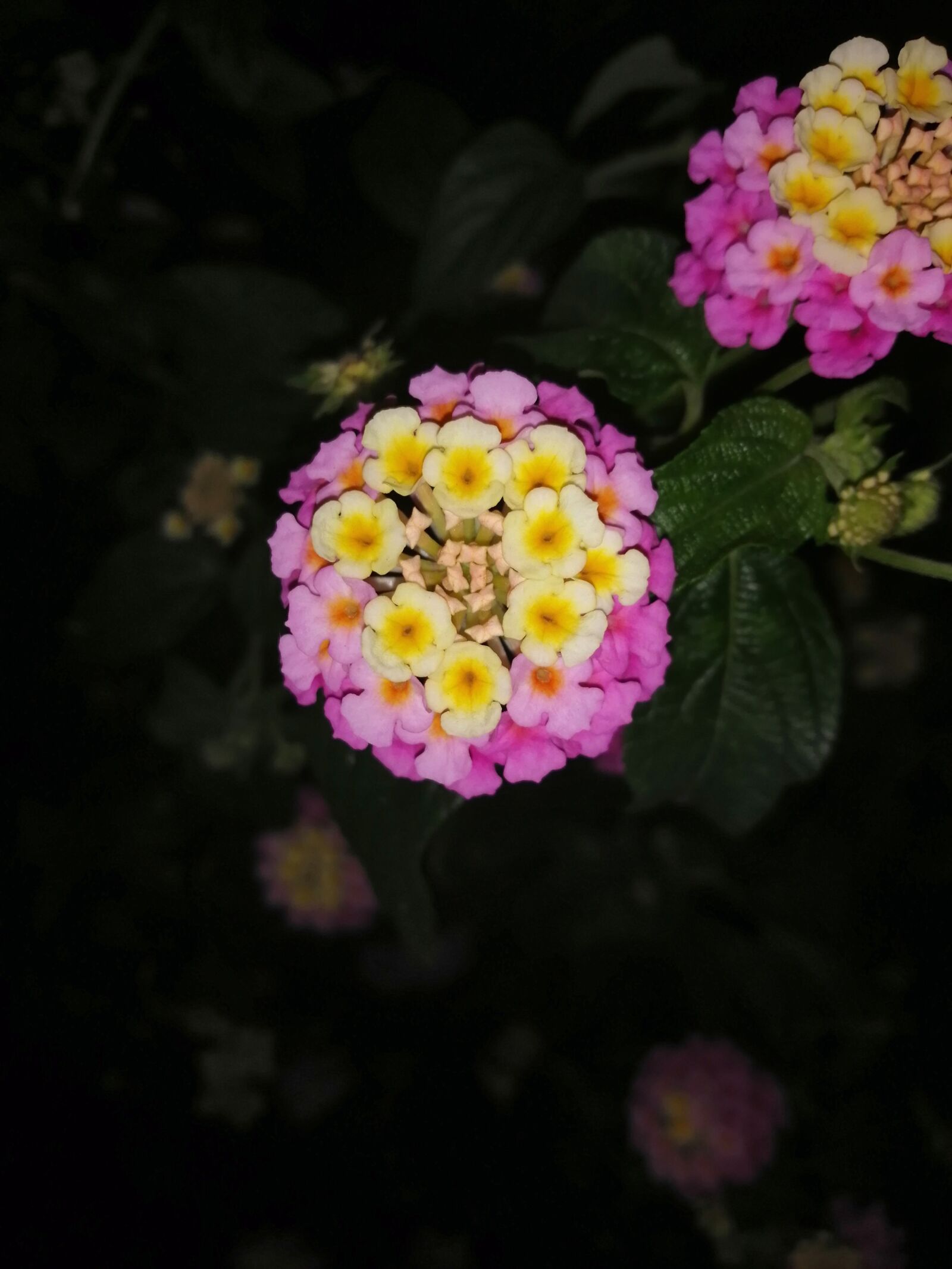 HUAWEI POT-LX3 sample photo. Color, flower, floral photography