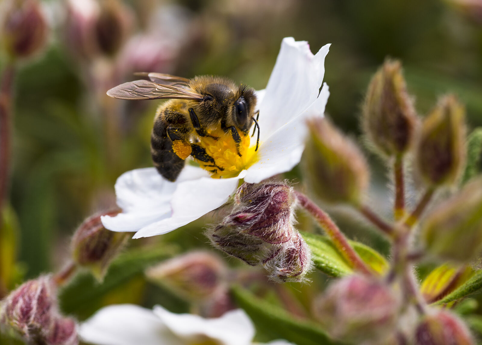 Pentax K-5 IIs + Tamron SP AF 90mm F2.8 Di Macro sample photo. Bee, flower, pollen photography
