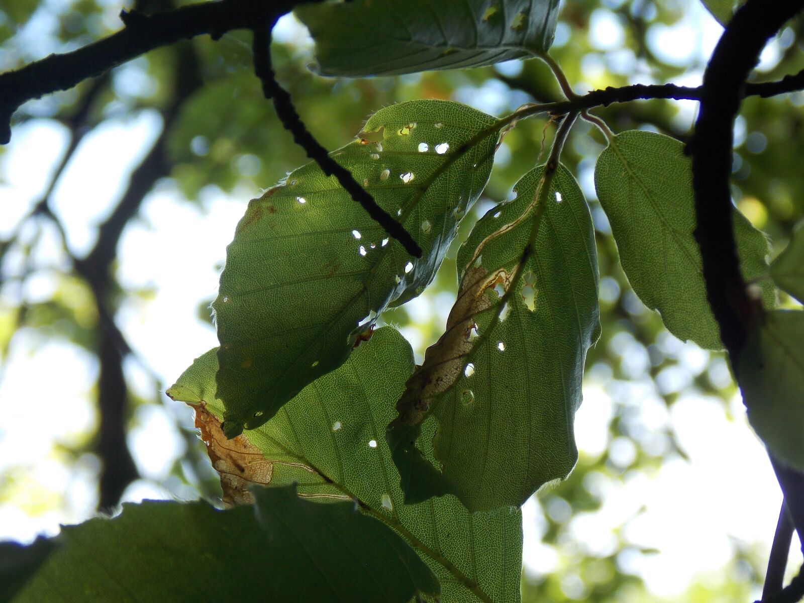 Nikon Coolpix L810 sample photo. Leaves, woods, forest photography