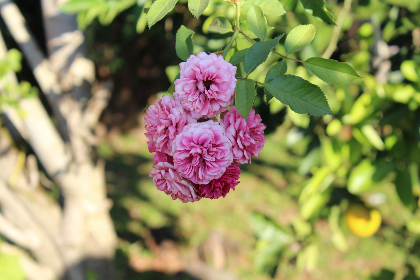 Canon EOS 1200D (EOS Rebel T5 / EOS Kiss X70 / EOS Hi) sample photo. Flower, plant, nature photography