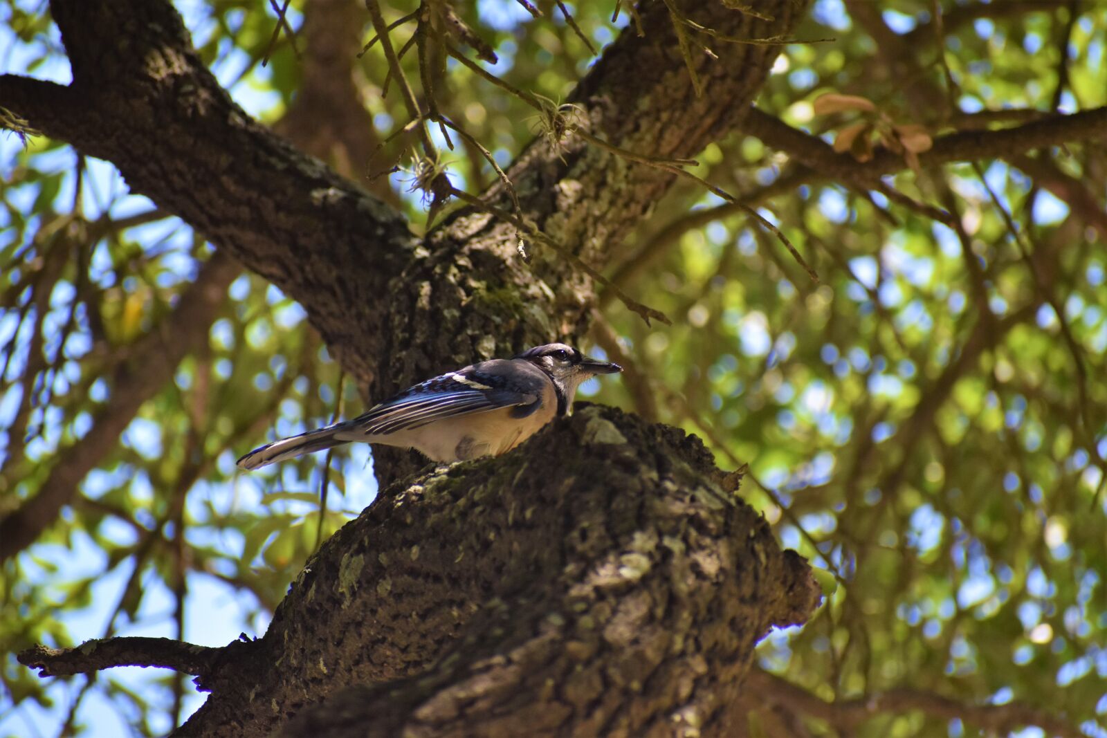 Nikon D3500 sample photo. Blue jay, songbird, nature photography
