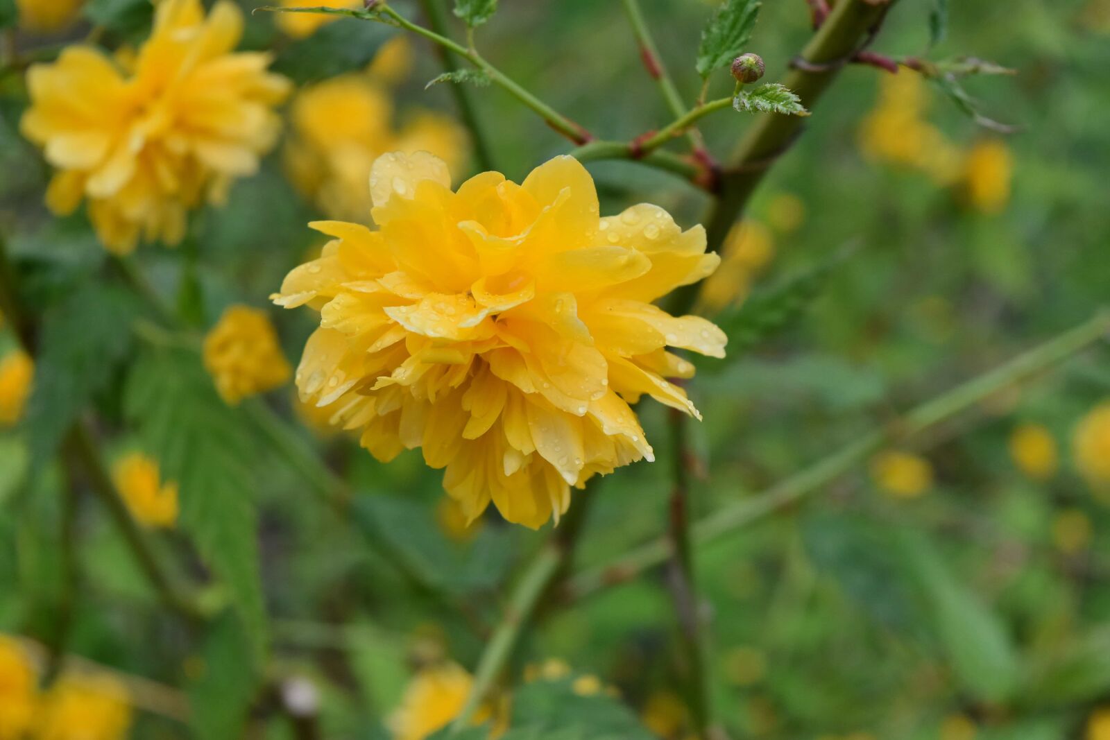 Nikon D5500 sample photo. Yellow, herb, flora, summer photography