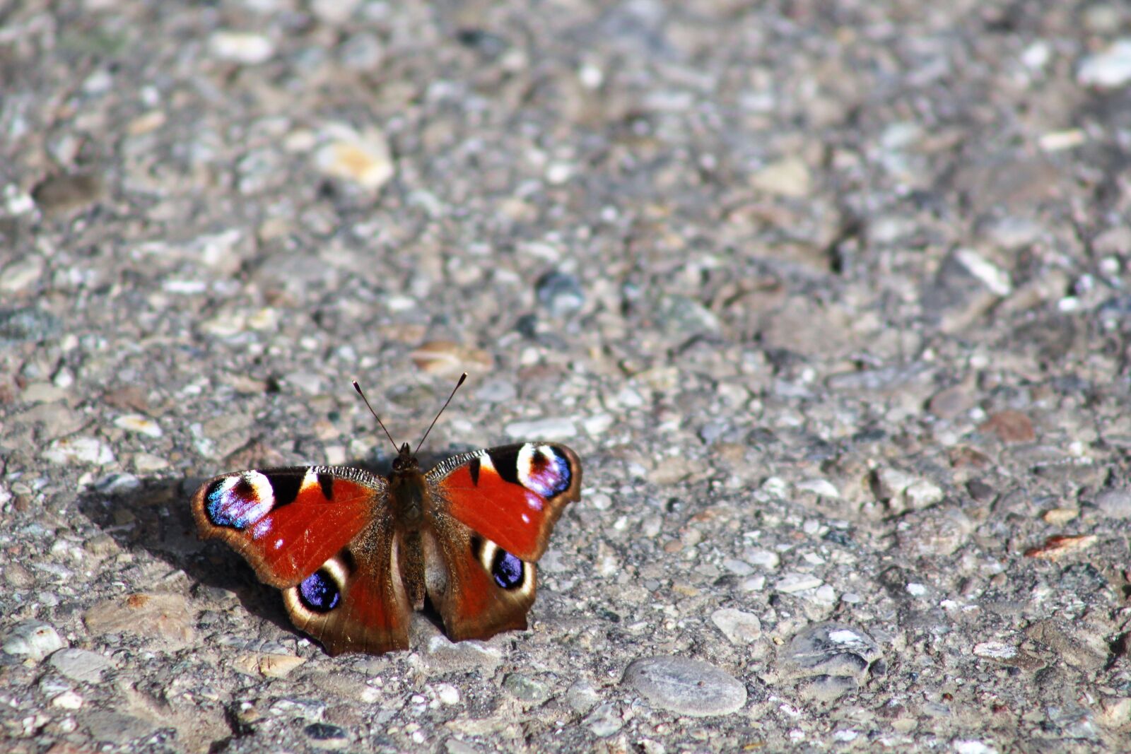 Canon EF75-300mm f/4-5.6 sample photo. Peacock butterfly, butterfly, away photography