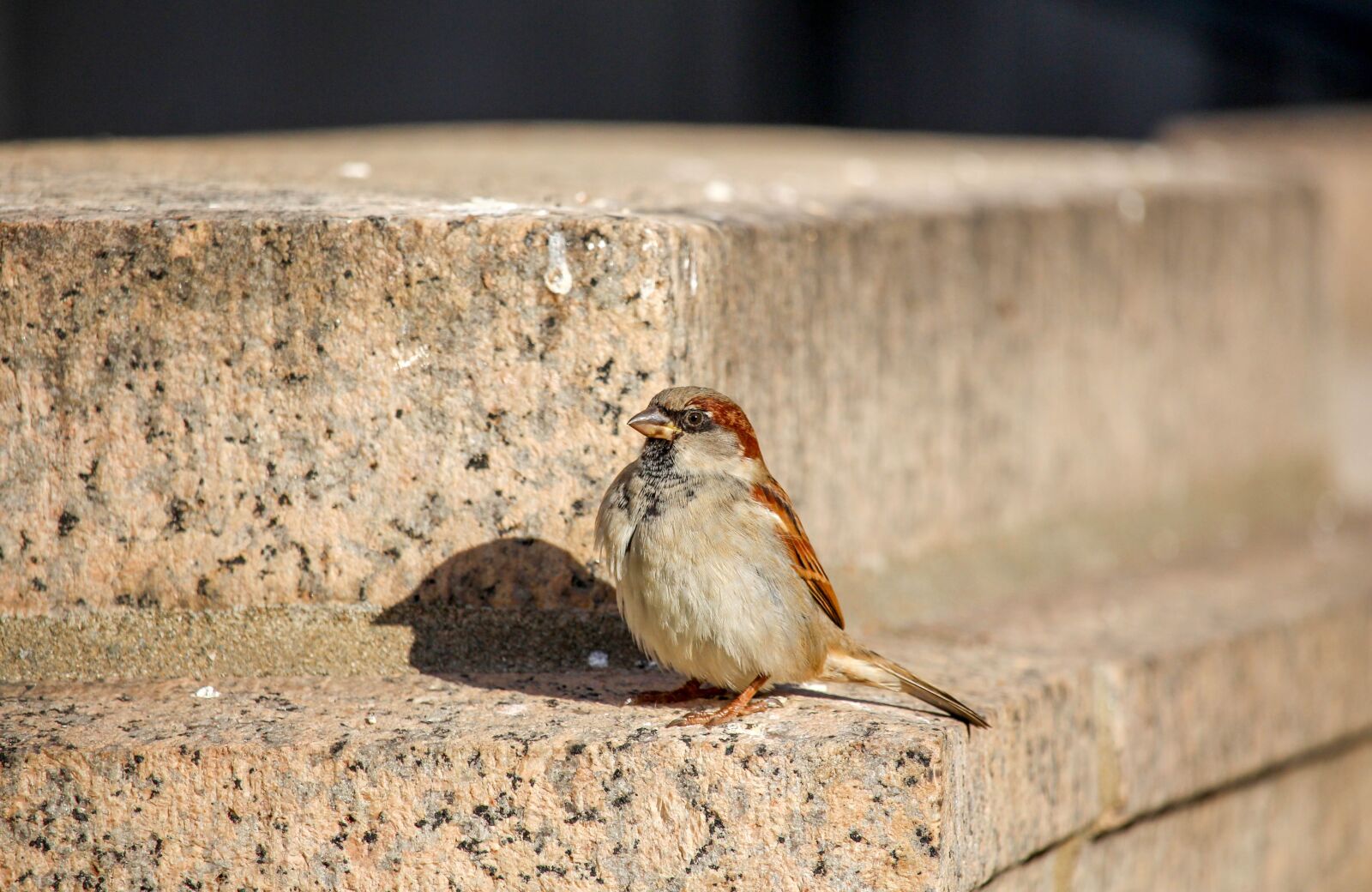 Canon EOS 700D (EOS Rebel T5i / EOS Kiss X7i) sample photo. Nature, bird, sparrow photography