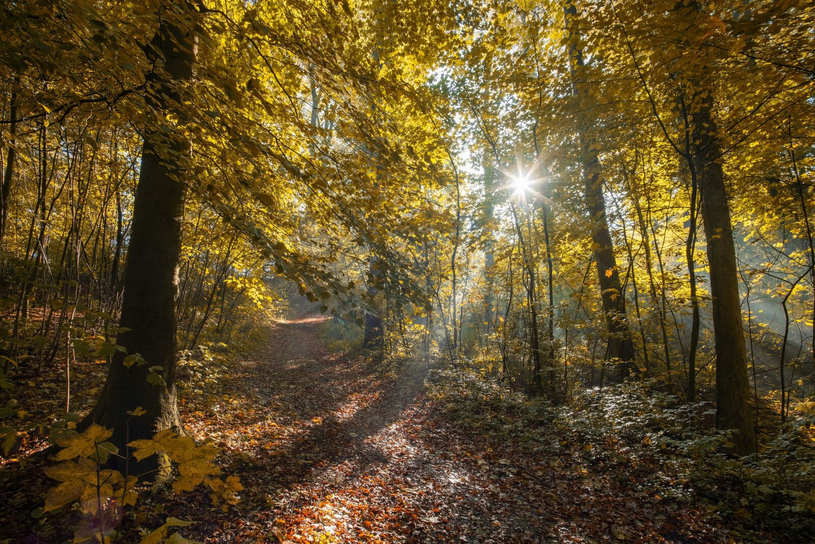 Nikon D750 sample photo. Boxer shorts, forest, landscape photography