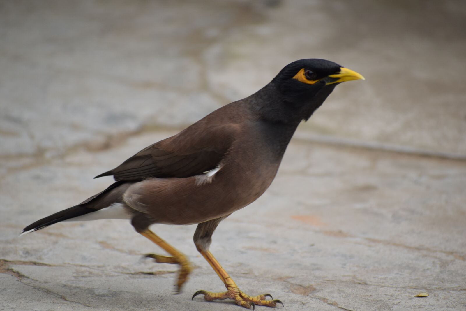Nikon D3300 sample photo. Bird, wildlife, animal photography