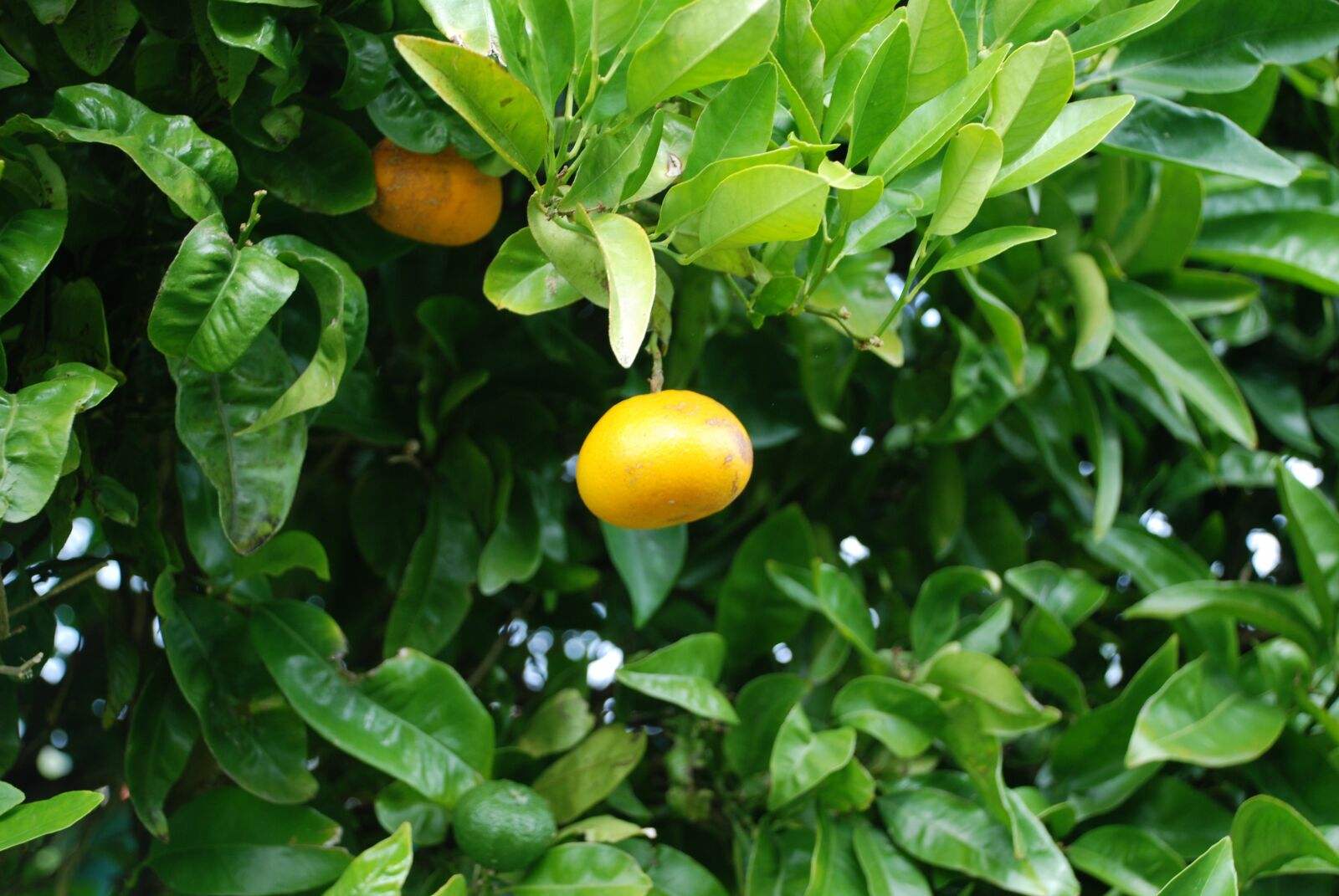 Nikon D80 sample photo. Naranjo, orange, oranges photography