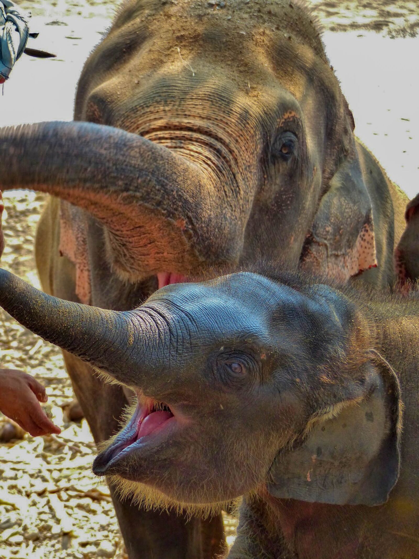 Panasonic Lumix DMC-FZ200 sample photo. Animals, elephant, park photography