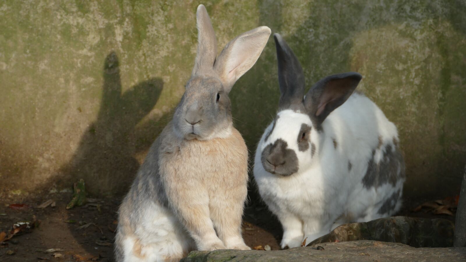 Panasonic Lumix DMC-FZ1000 sample photo. Rabbit, rodent, animal photography