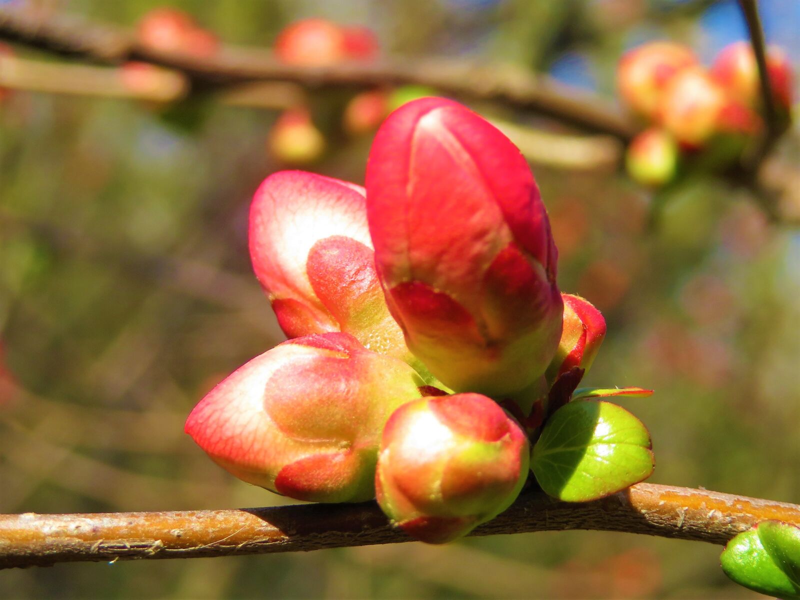 Canon PowerShot SX720 HS sample photo. Japanese quince, red, spring photography