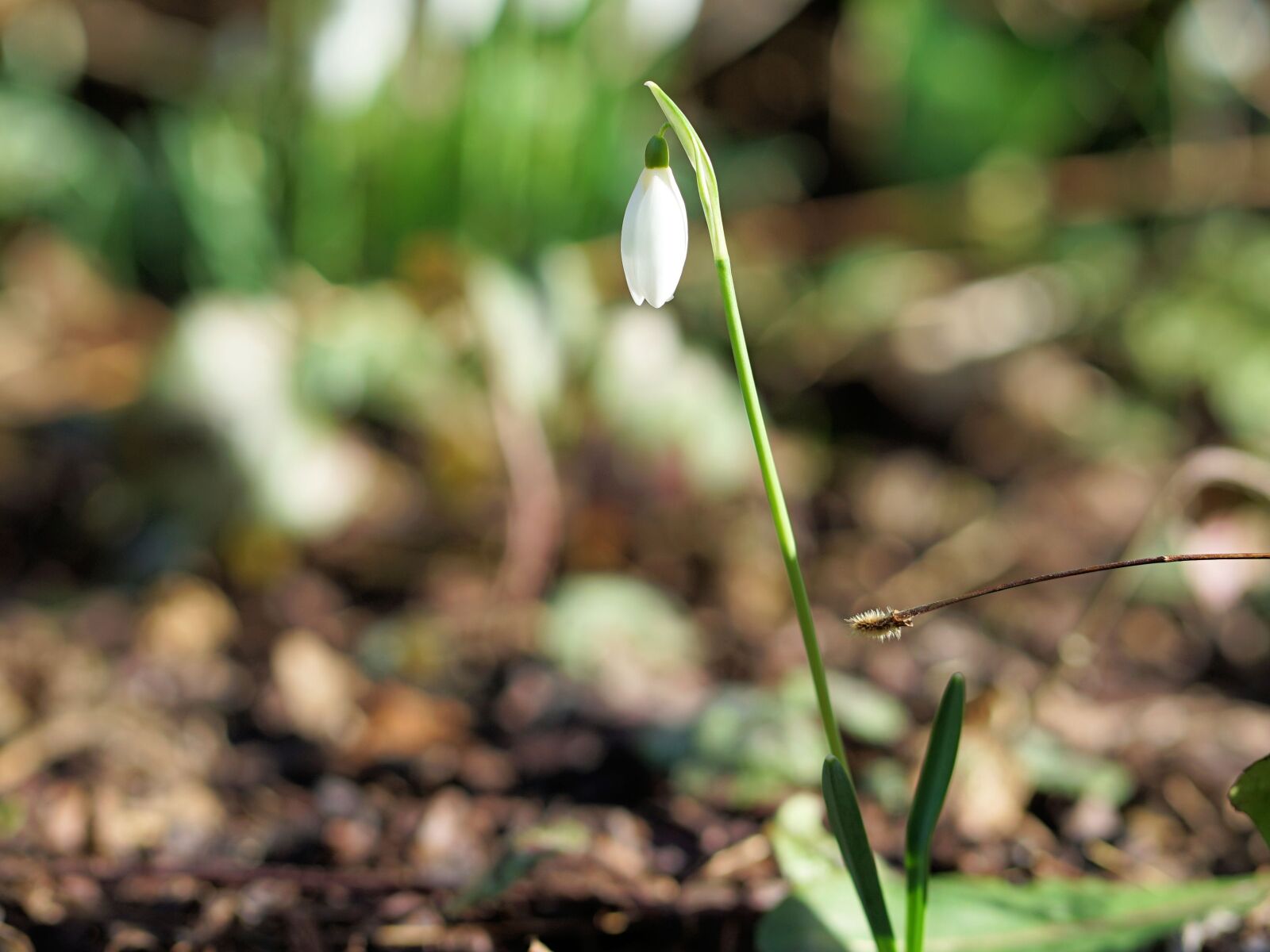 Sony a7 II + Sony FE 85mm F1.8 sample photo. Snowdrop, spring, flower photography