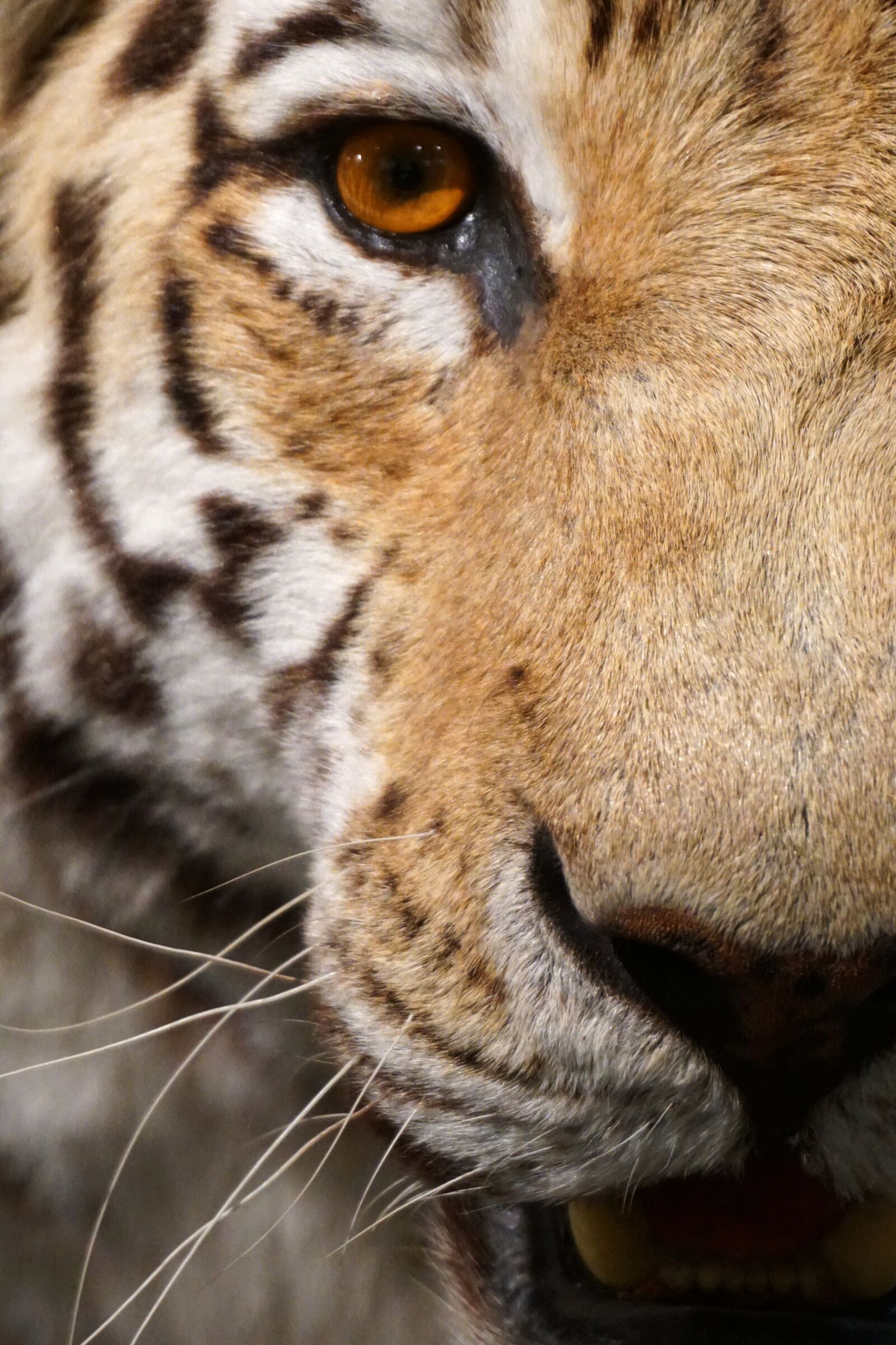 Sony a6300 sample photo. Tiger, close up, eye photography