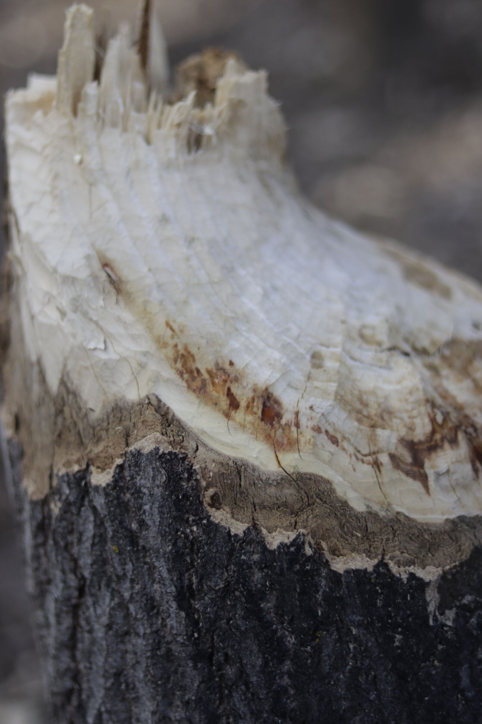 Canon EOS M50 (EOS Kiss M) + Canon EF 50mm F1.8 STM sample photo. Log, tree bark, close photography