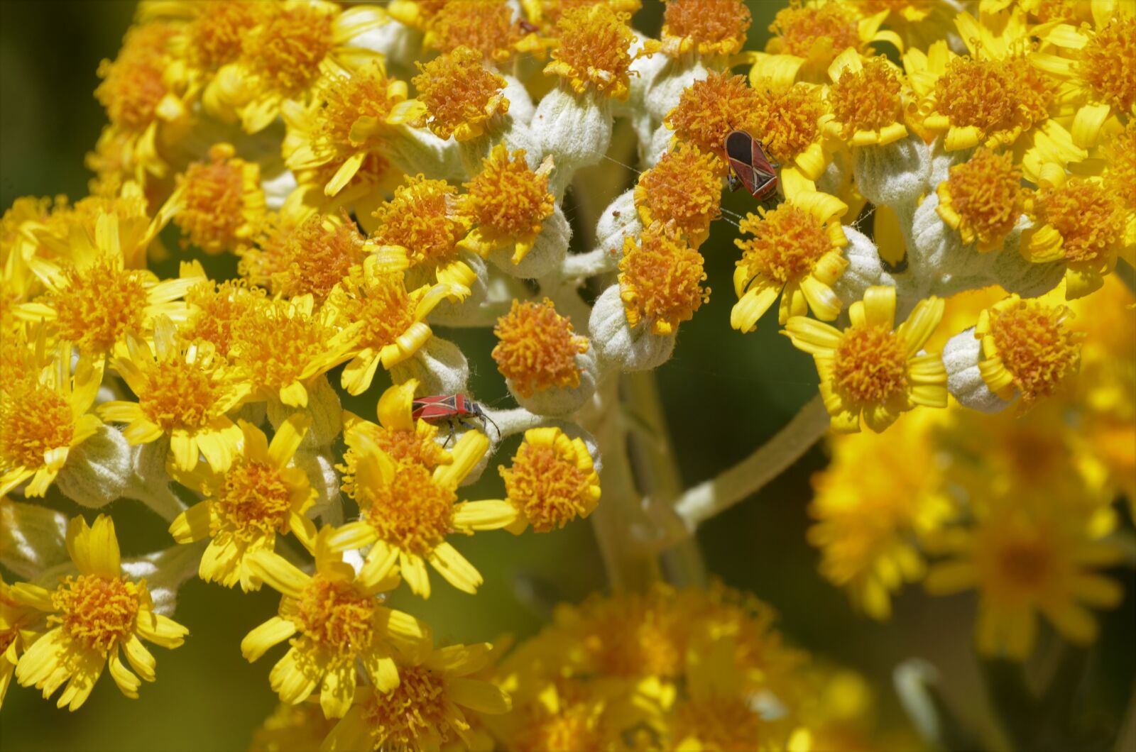 Nikon D7000 sample photo. Flowers, yellow, bugs photography