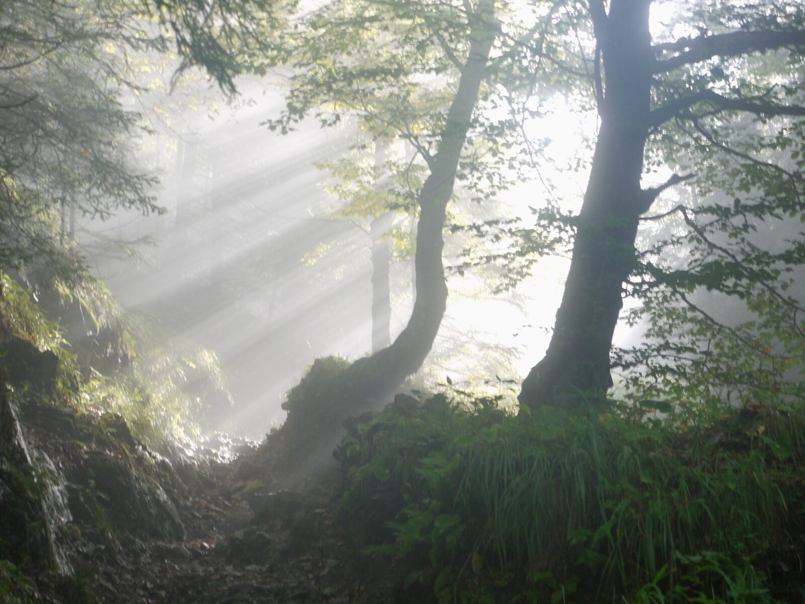 Panasonic Lumix DMC-G1 sample photo. Rise, morning, fog photography