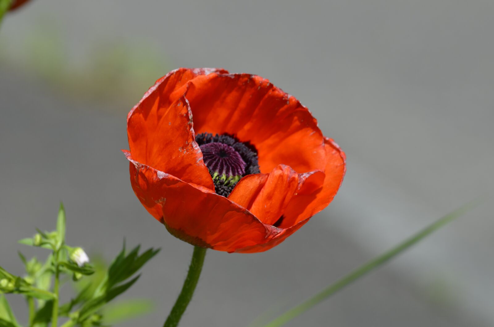Nikon D5100 sample photo. Poppy, klaschtmohn, nature photography