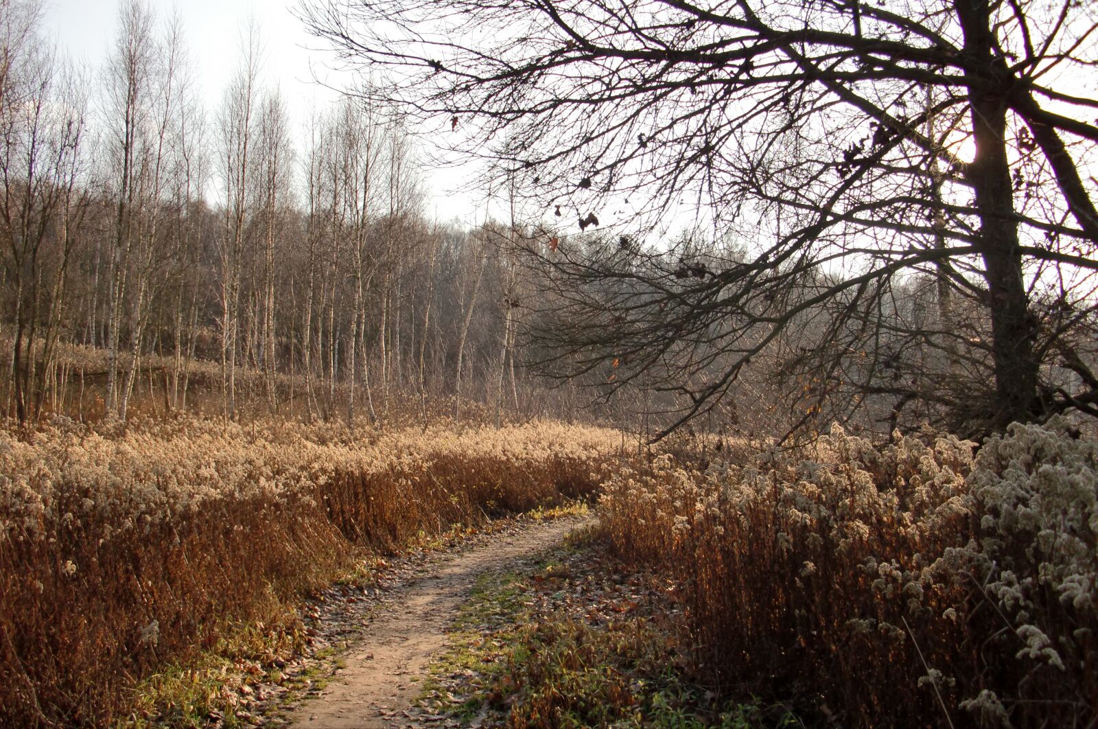 CASIO EX-S12 sample photo. The path, landscape, autumn photography