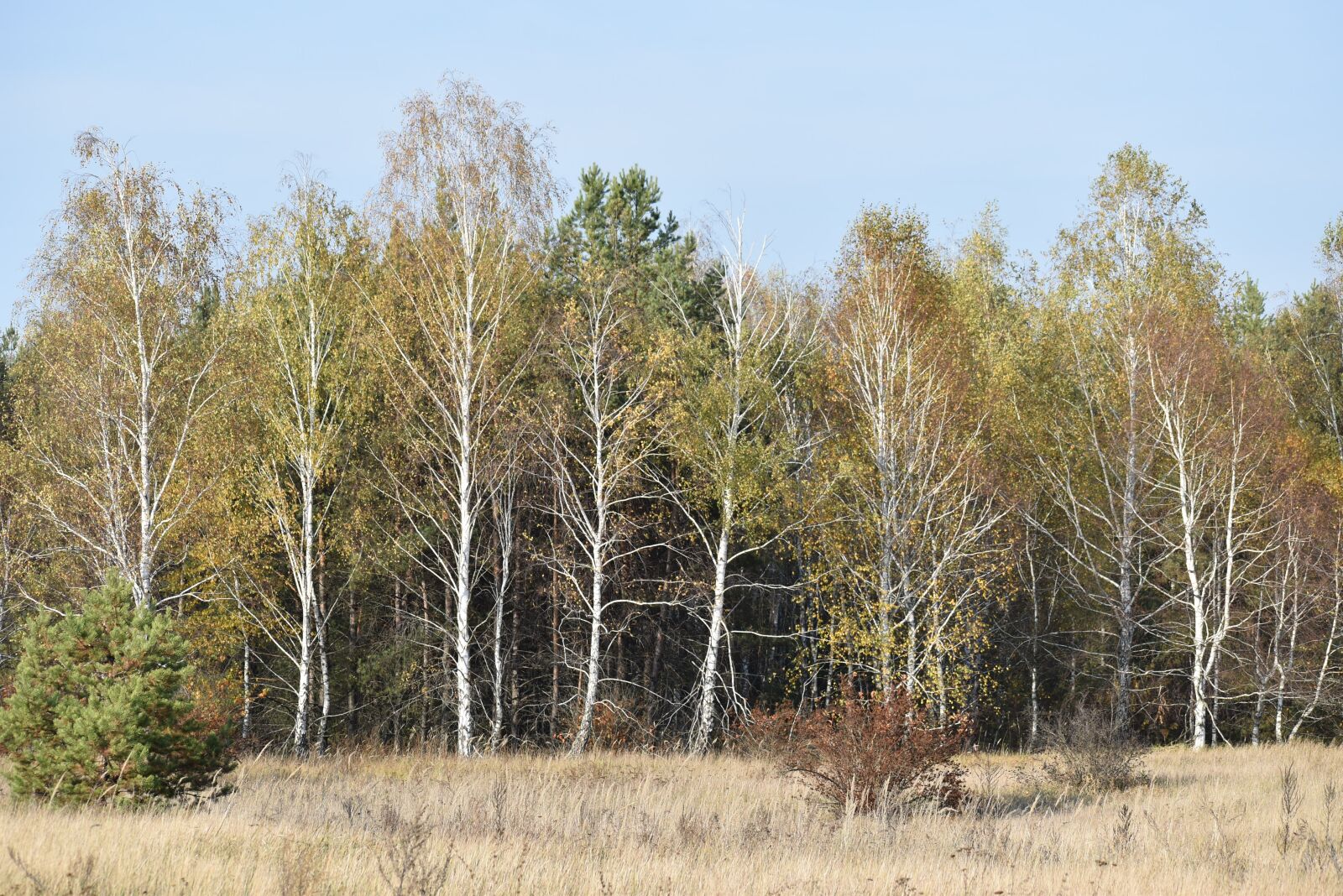 Nikon D5600 sample photo. Sunset, dining, nature photography
