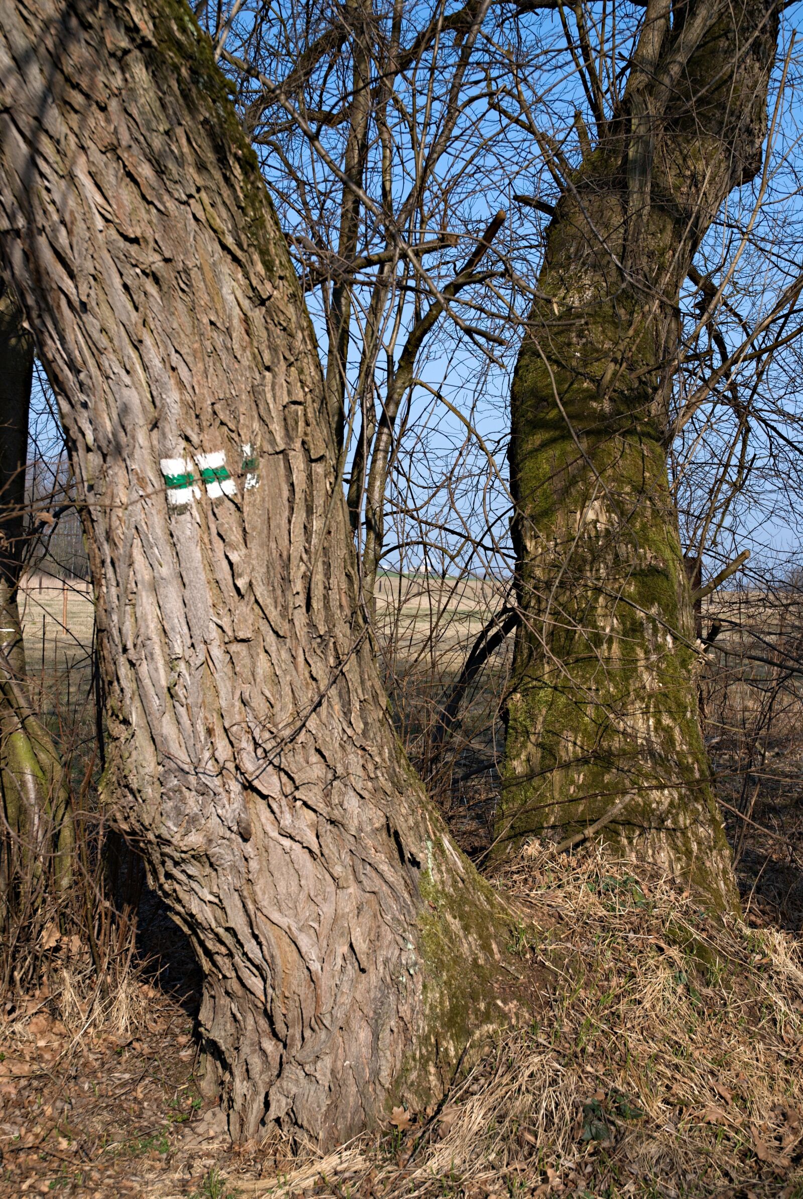 Nikon D80 sample photo. Tourist trail, trees, branches photography