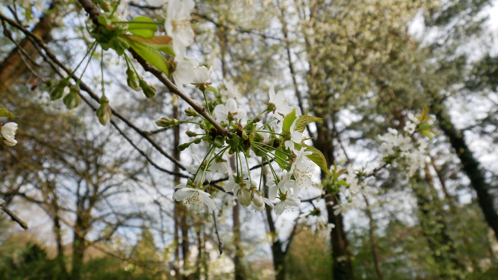 Panasonic Lumix DMC-GX85 (Lumix DMC-GX80 / Lumix DMC-GX7 Mark II) sample photo. Cherry, blossoms, nature photography