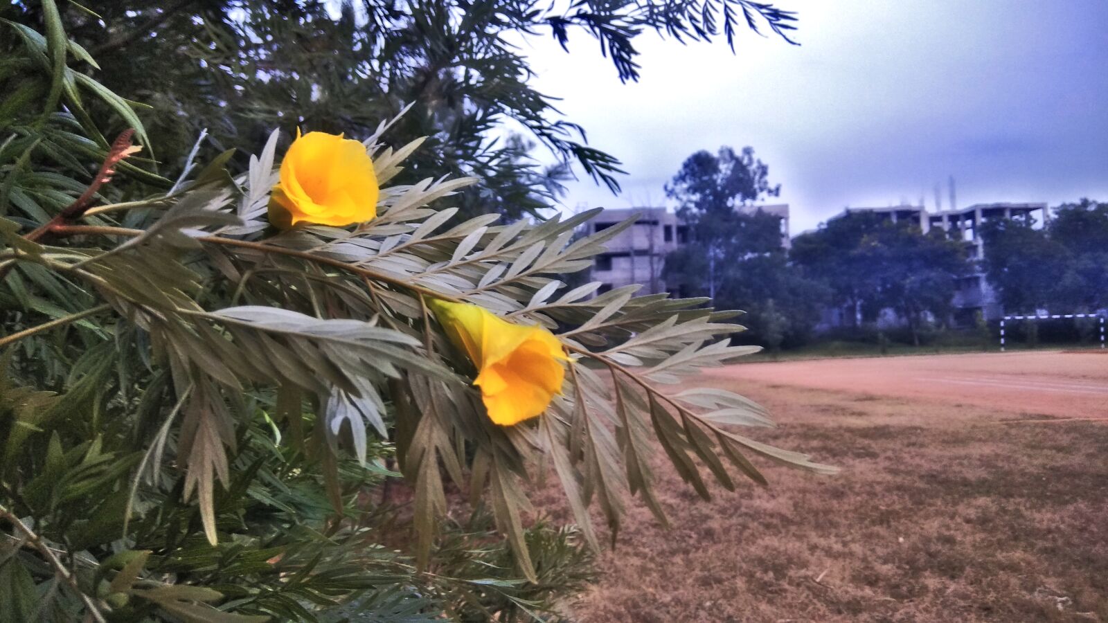 Xiaomi Redmi Note 4 sample photo. Background, image, beautiful, flowers photography