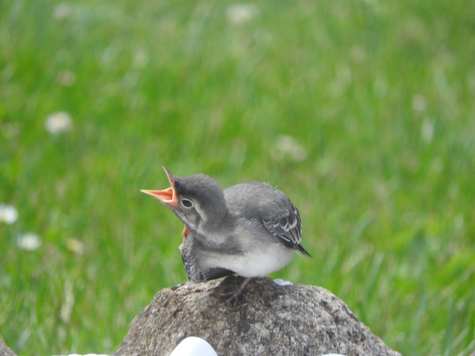 Nikon Coolpix P610 sample photo. Nature, bird, spring photography