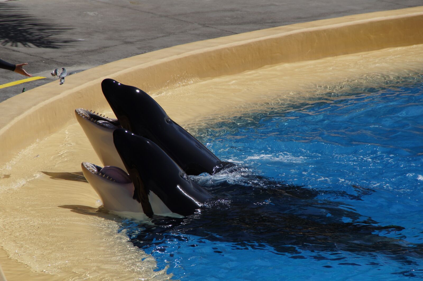Sony SLT-A58 sample photo. Orka, killer whale, killer photography