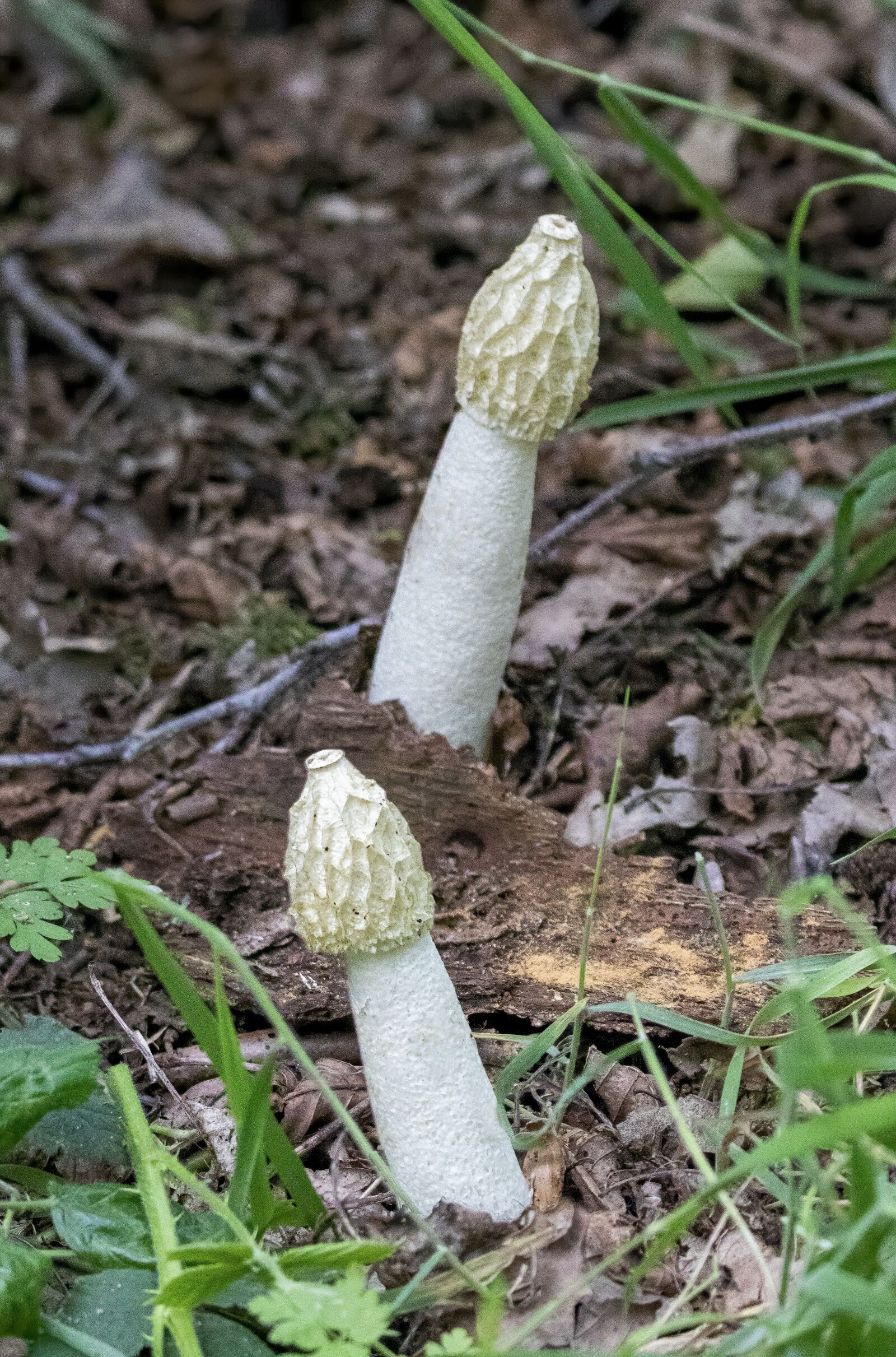 Sigma 100-400mm F5-6.3 DG OS HSM sample photo. Stinkhorn fungus, mushroom, toadstool photography