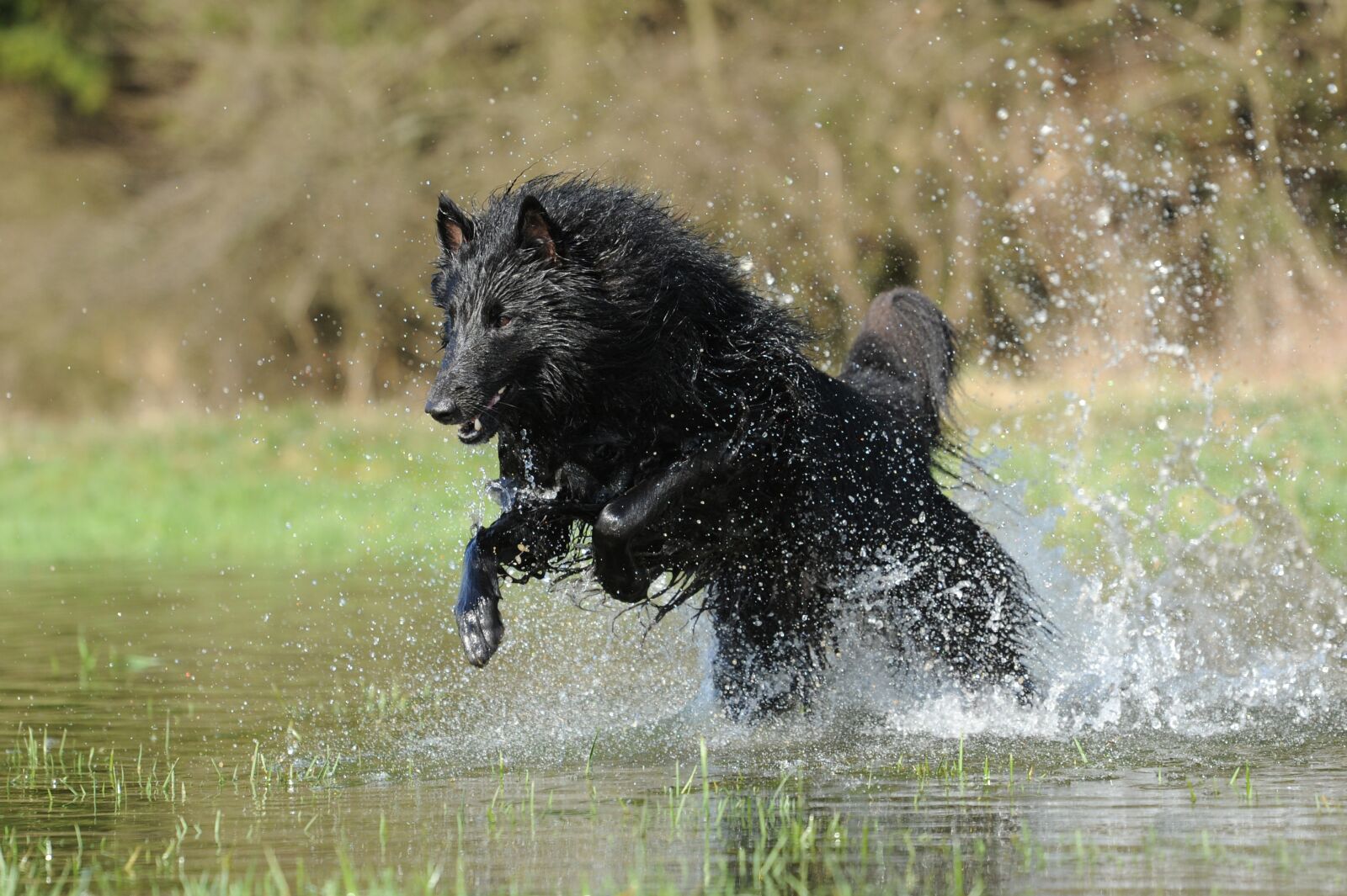 Nikon D700 sample photo. Belgian shepherd dog, water photography