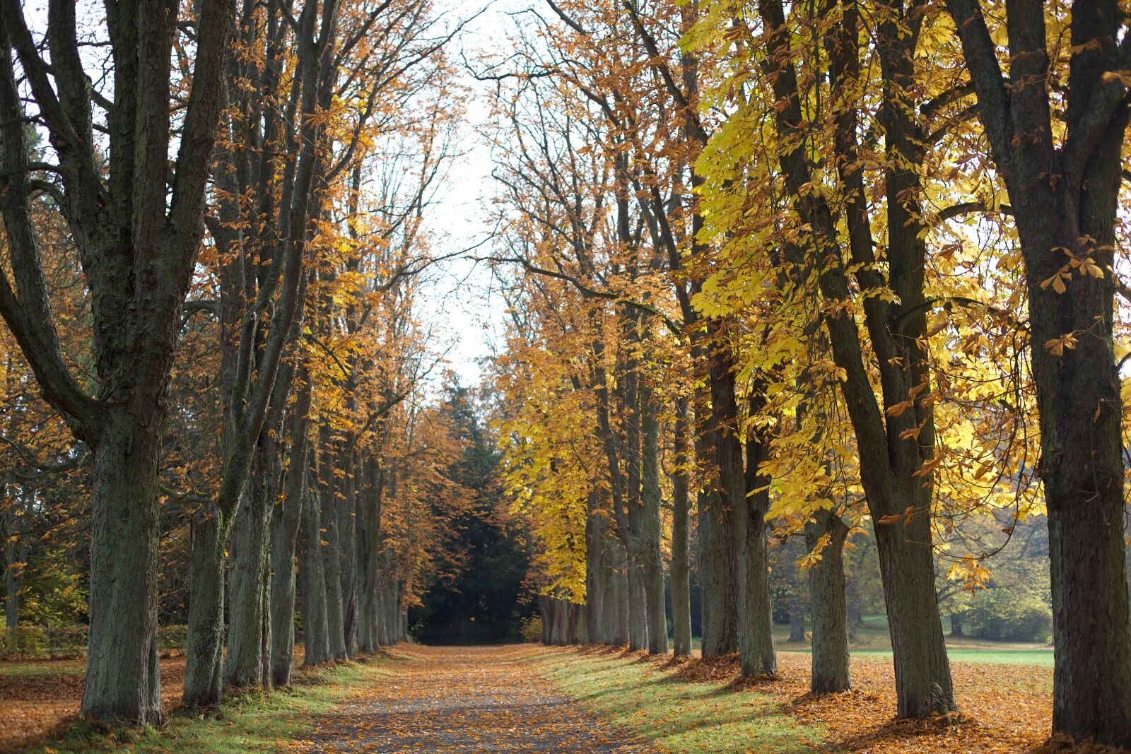 Canon EOS 5D Mark II sample photo. All, trees, yellow photography
