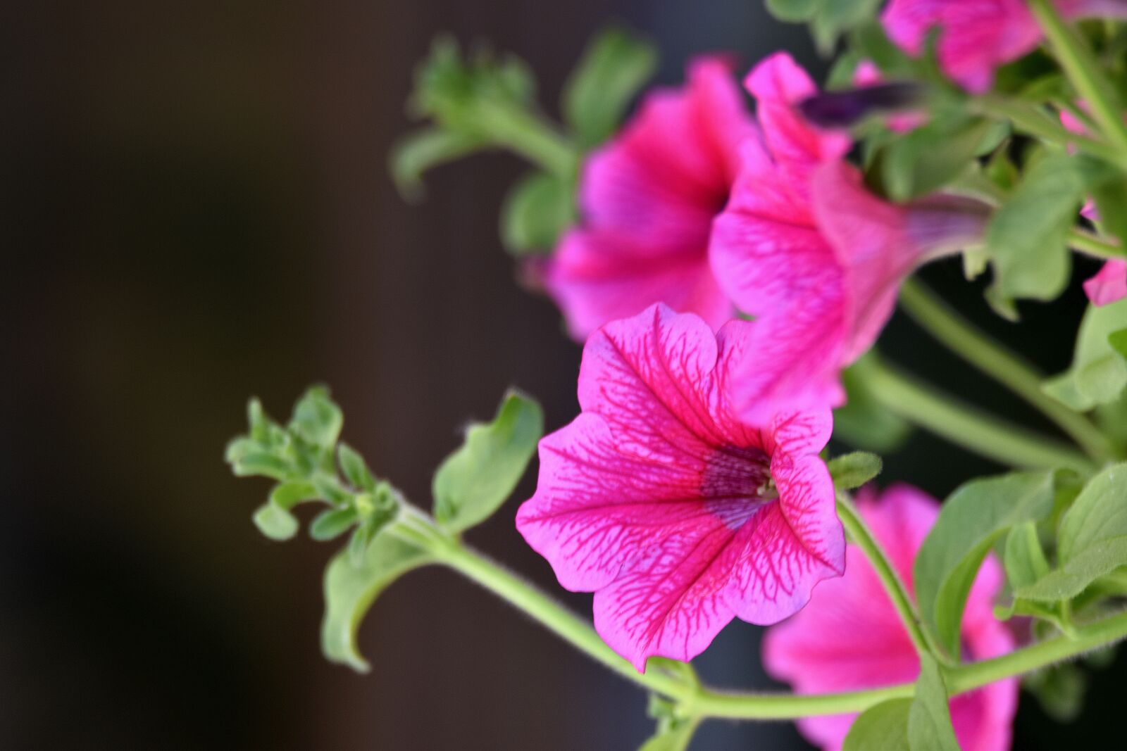 Nikon D5600 sample photo. Flower, petunia, garden petunia photography