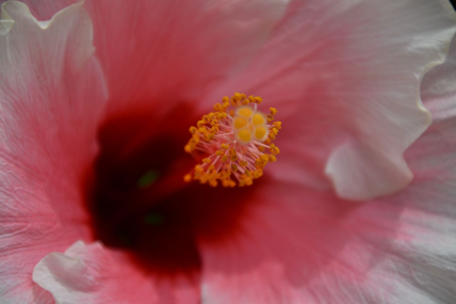 Nikon D3100 sample photo. Flower, bloom, rose photography