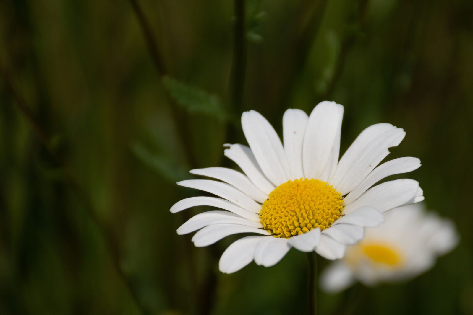 Nikon D7200 sample photo. Margriet, summer, pollen photography