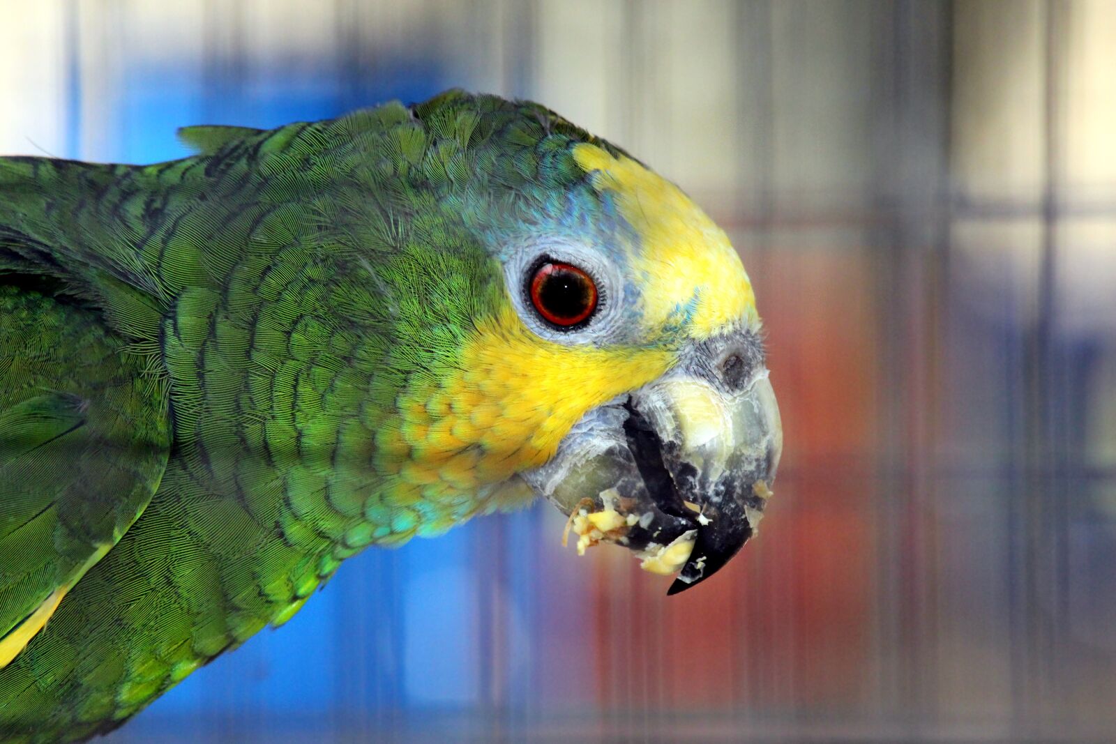Canon EOS 650D (EOS Rebel T4i / EOS Kiss X6i) sample photo. Venezuelan amazon, amazona amazonica photography