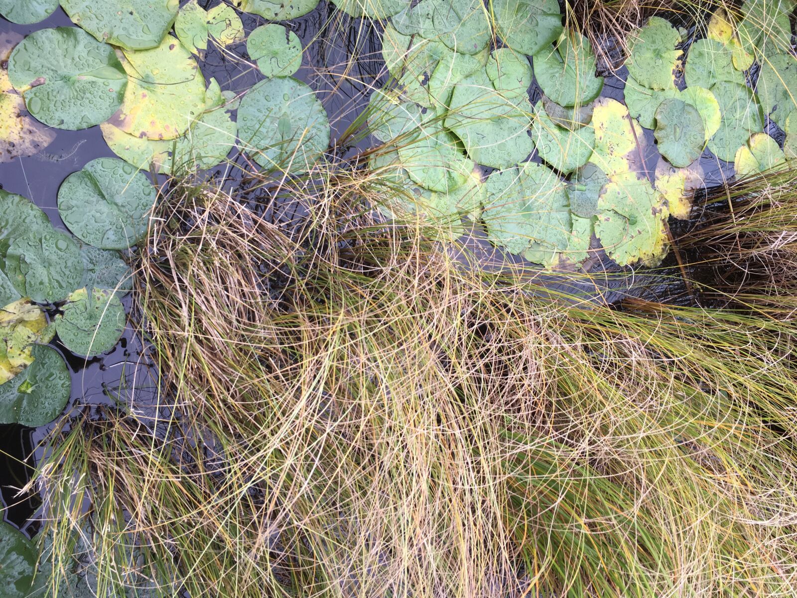 iPhone SE back camera 4.15mm f/2.2 sample photo. Pond, outdoors, nature photography