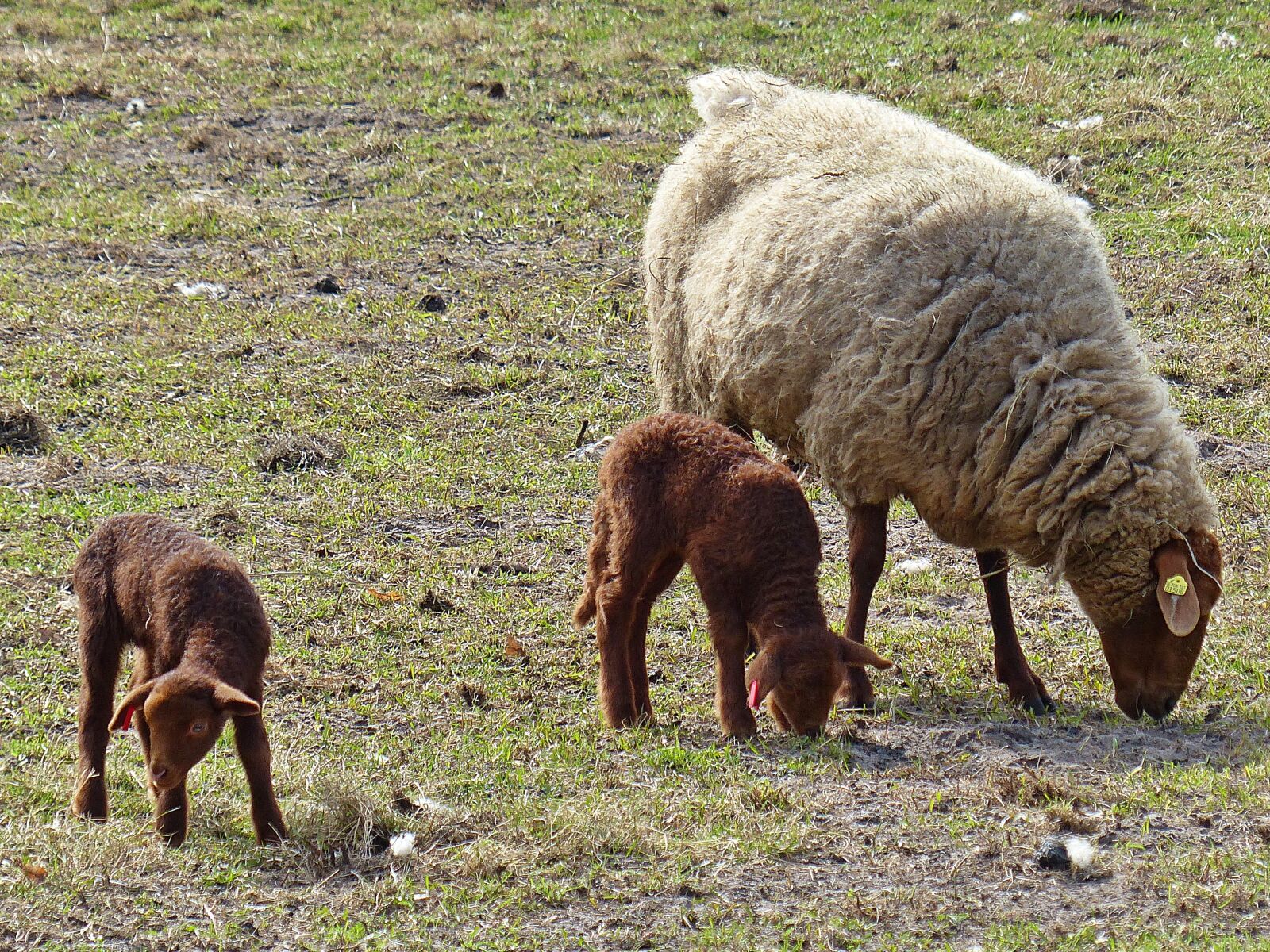 Panasonic Lumix DMC-FZ200 sample photo. Lamb, sheep, passover photography