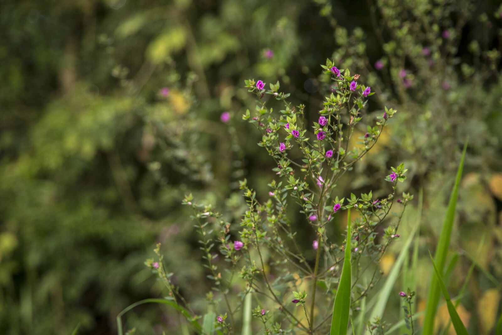 Canon EF 24-105mm F4L IS USM sample photo. Amazon, ceiba speciosa, grass photography