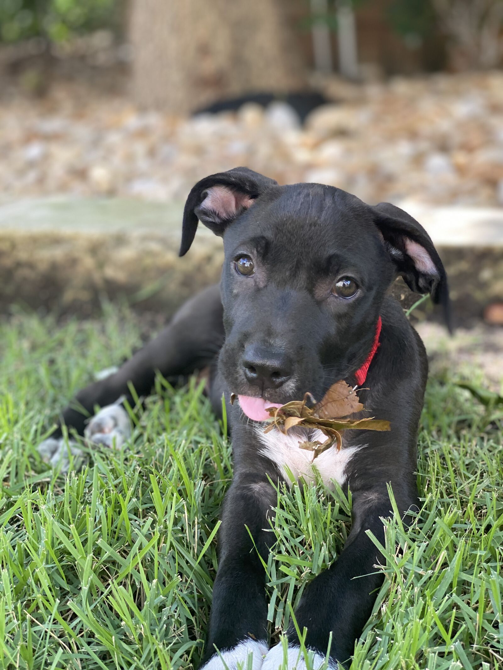 Apple iPhone 11 Pro sample photo. Puppy, ears, black photography