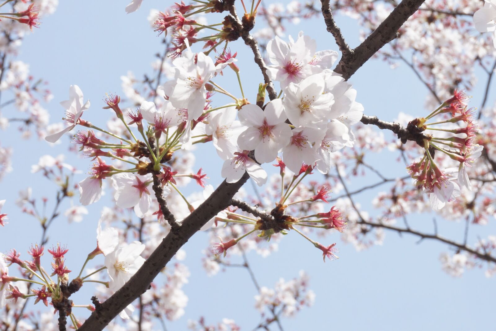 Sony a5100 sample photo. Cherry blossom, spring, bright photography