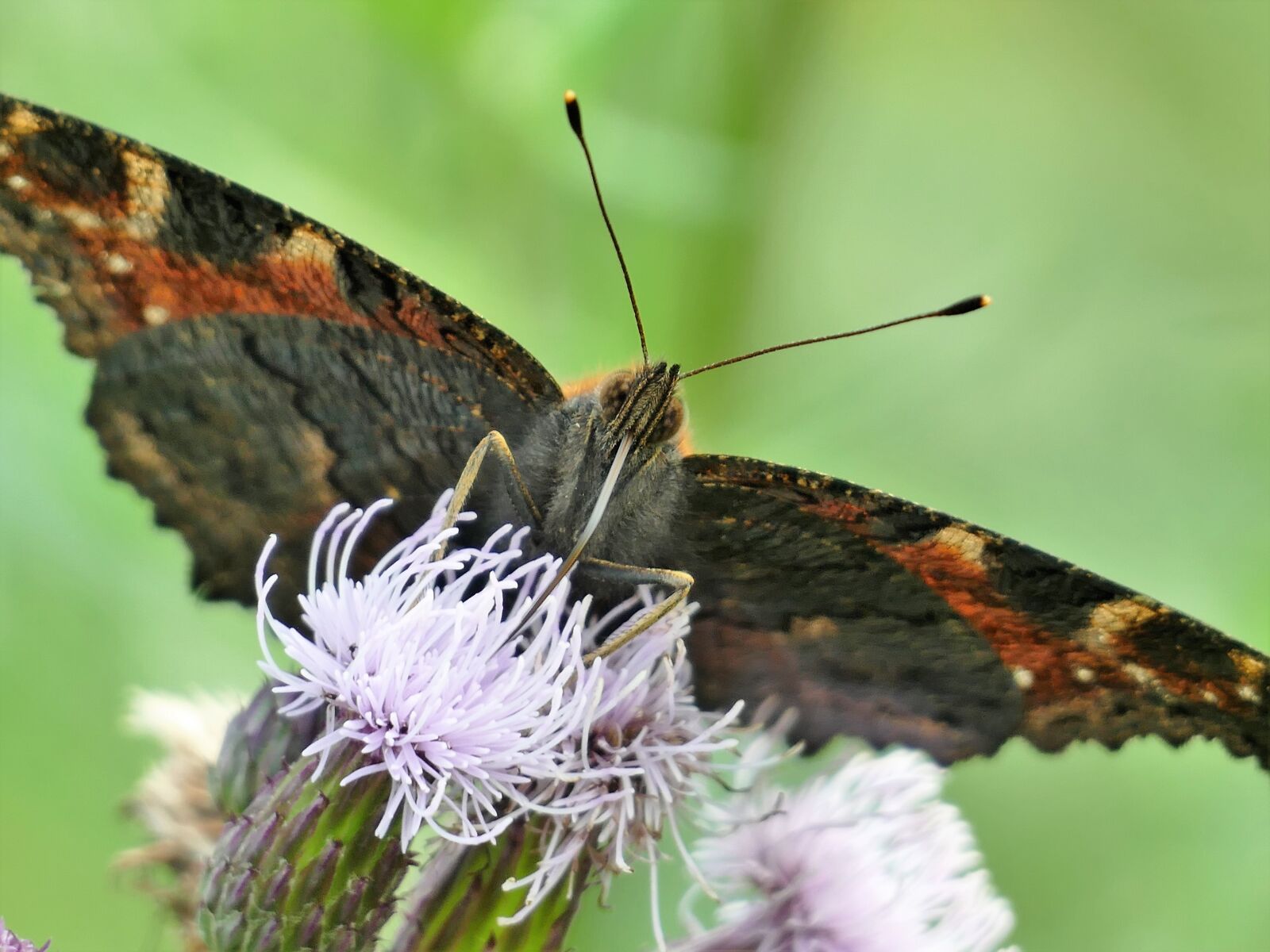 Panasonic Lumix DMC-FZ1000 sample photo. Butterfly, animal, nature photography