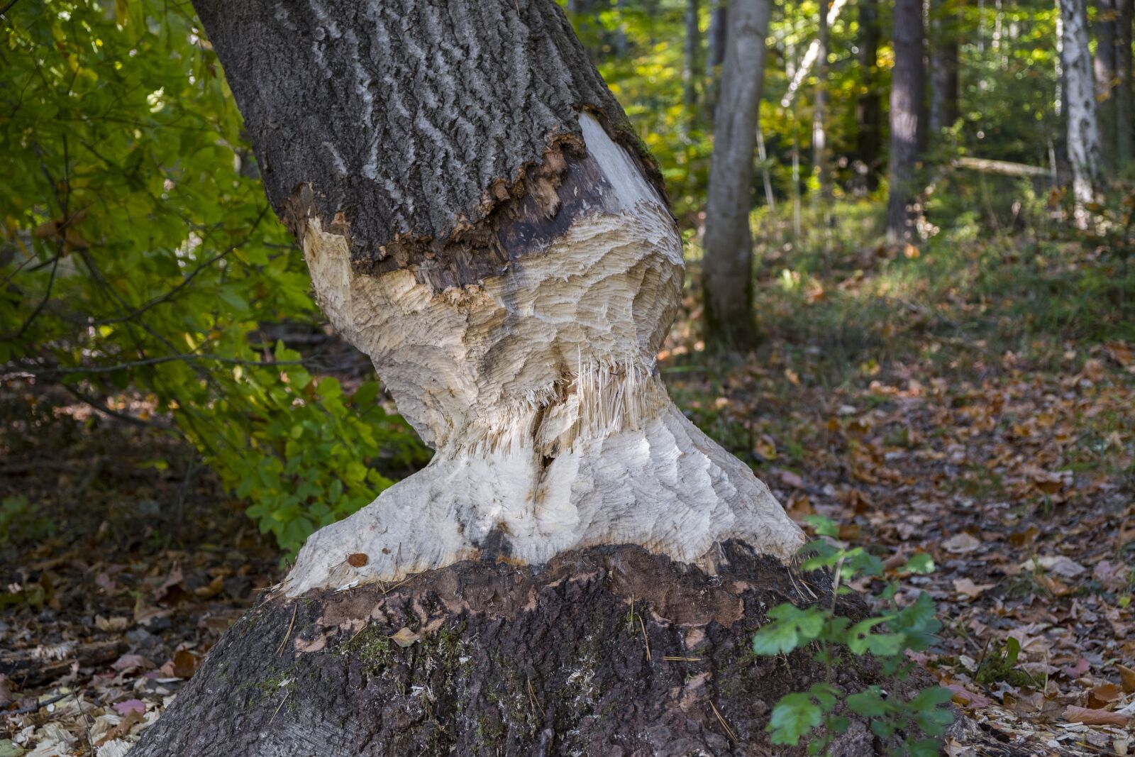 Fujifilm XF 18-55mm F2.8-4 R LM OIS sample photo. Tree, log, bieber photography