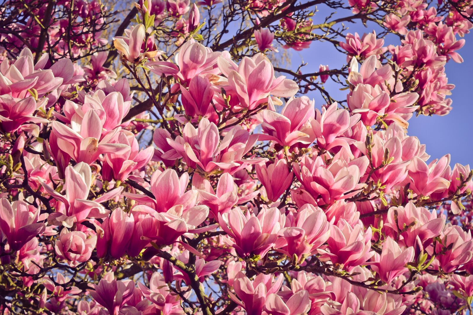 Nikon D3300 sample photo. Nature, tree, magnolia photography