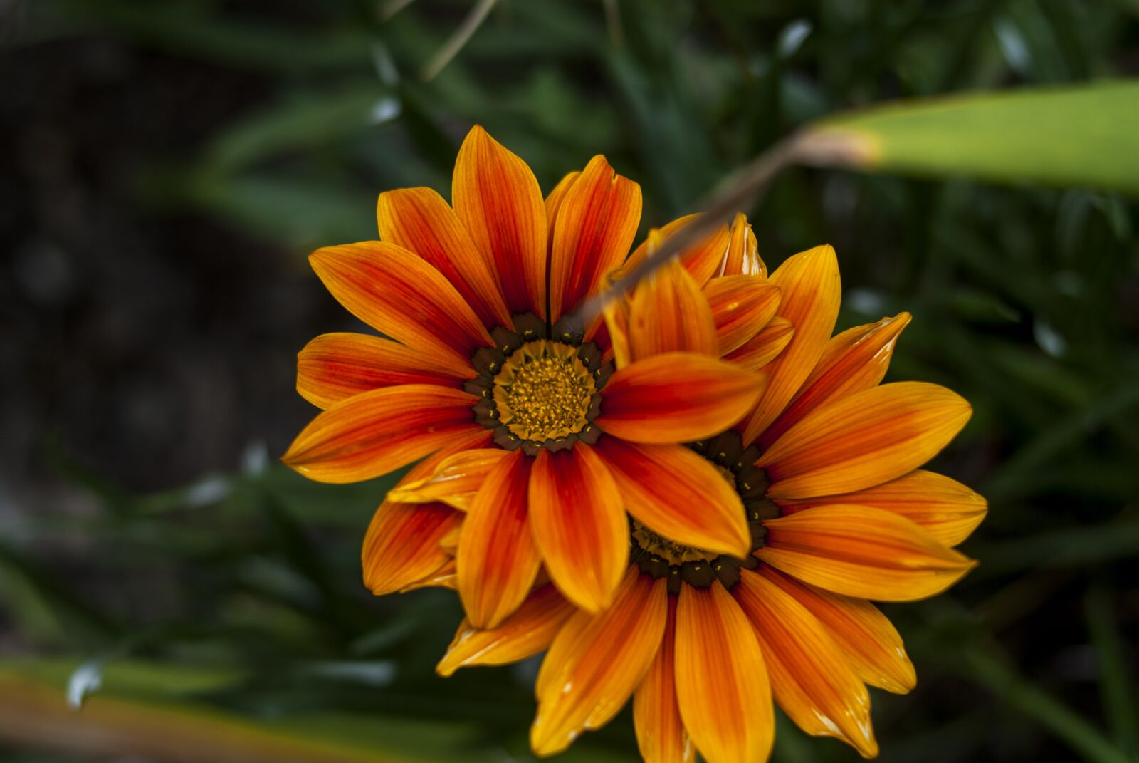 Nikon D60 sample photo. Flower, plant, nature photography