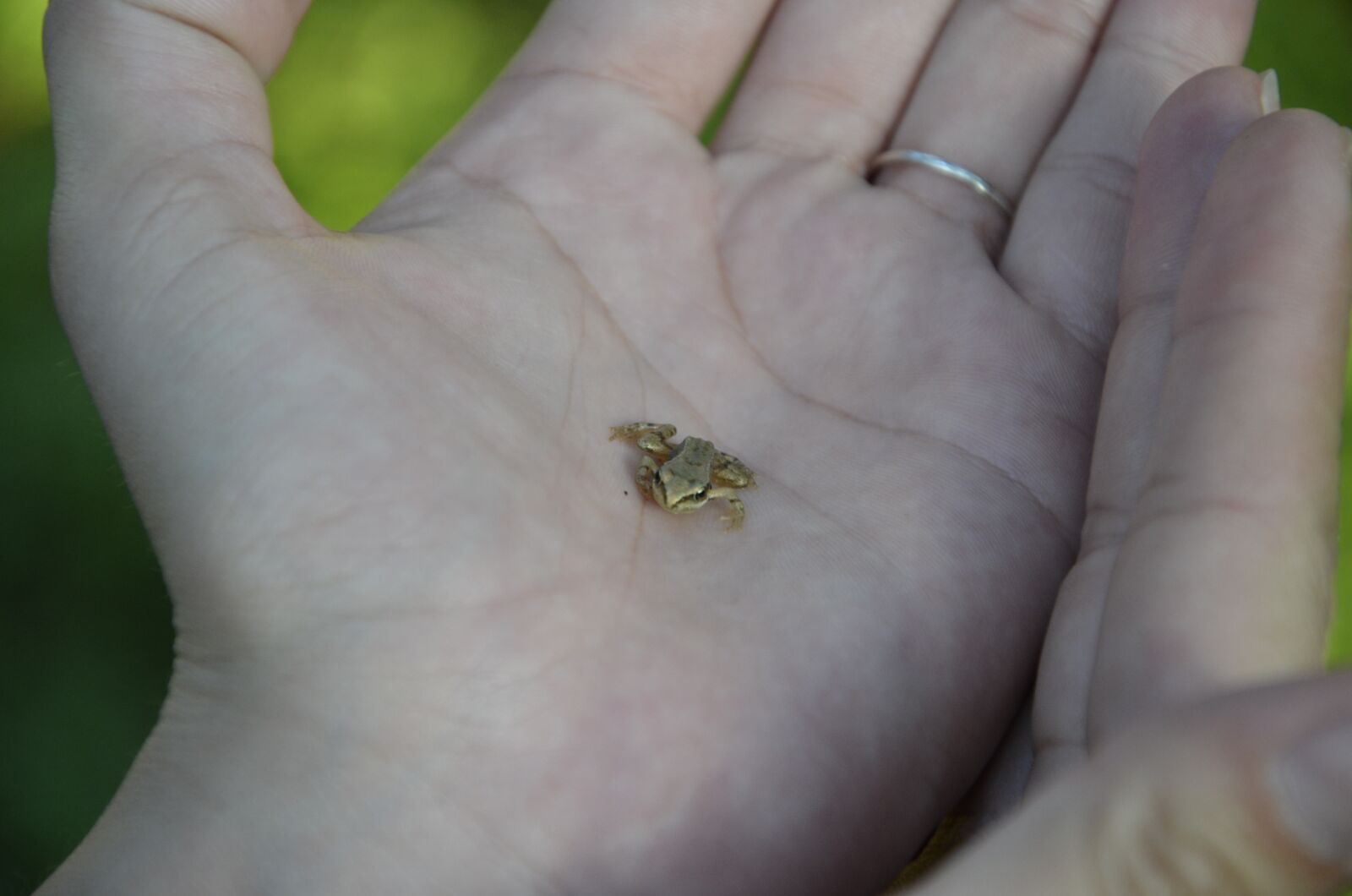 Nikon D5100 sample photo. Frog, nature, animal photography