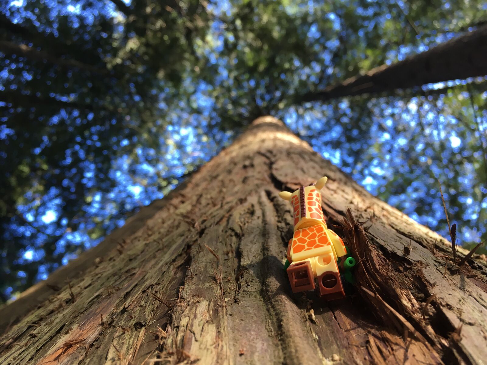 iPhone SE back camera 4.15mm f/2.2 sample photo. Giraffe, tree, lego photography