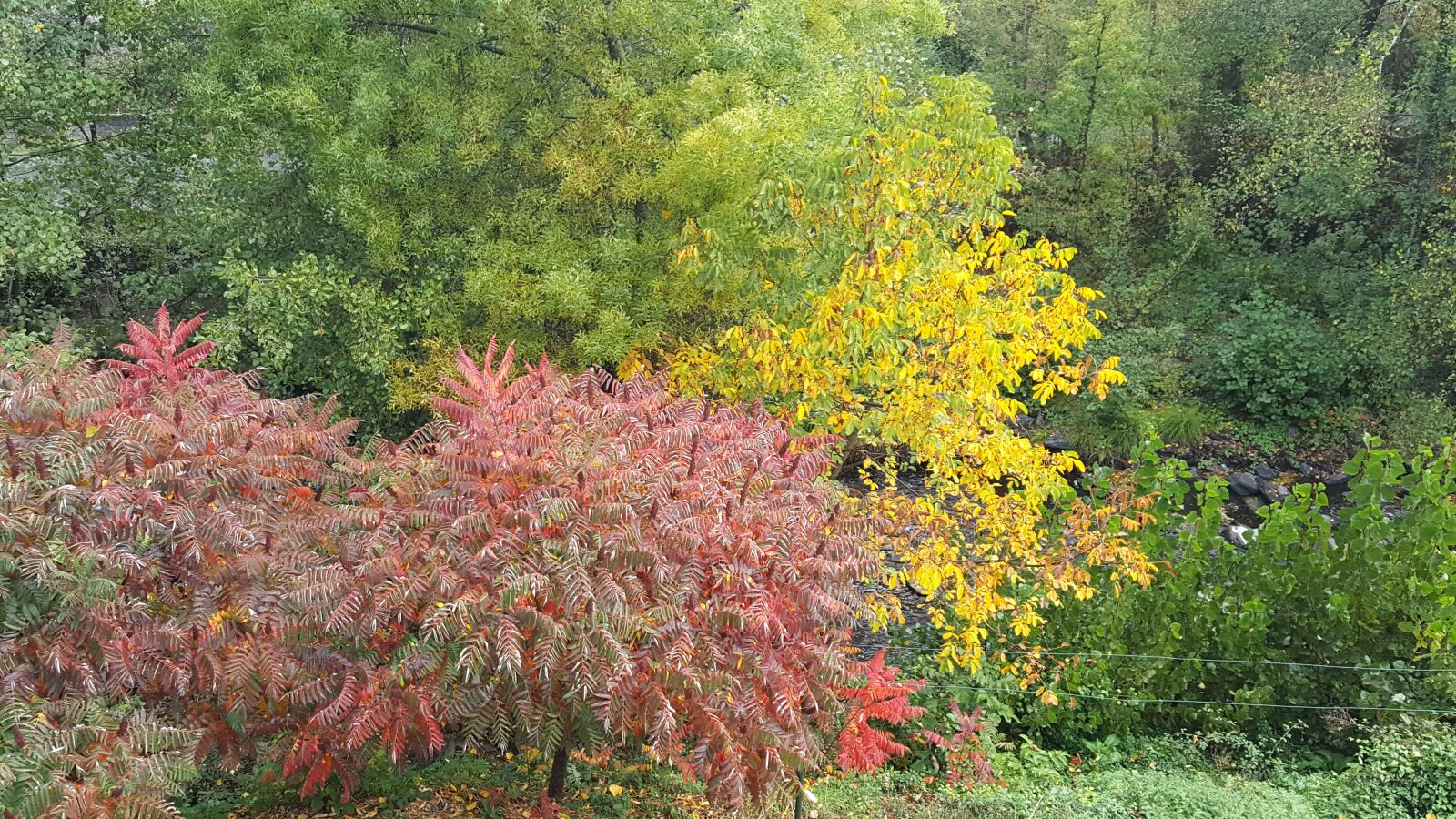 Samsung Galaxy S6 sample photo. Autumn, forest, nature photography