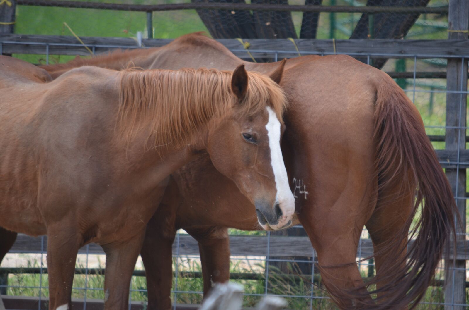 Nikon D5100 sample photo. Horse, momma, staring photography