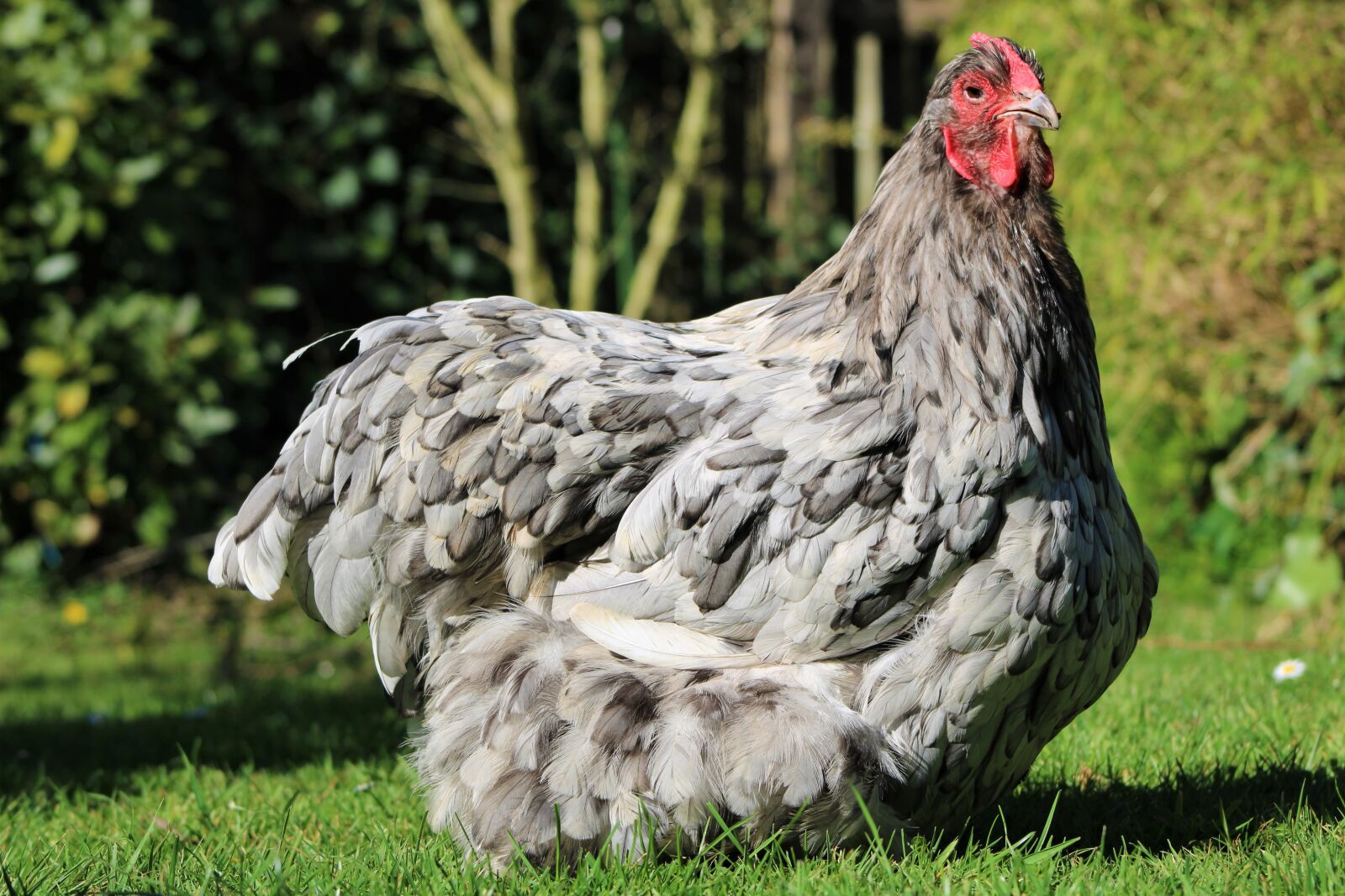 Canon EOS 2000D (EOS Rebel T7 / EOS Kiss X90 / EOS 1500D) sample photo. Chicken, hen, poultry photography