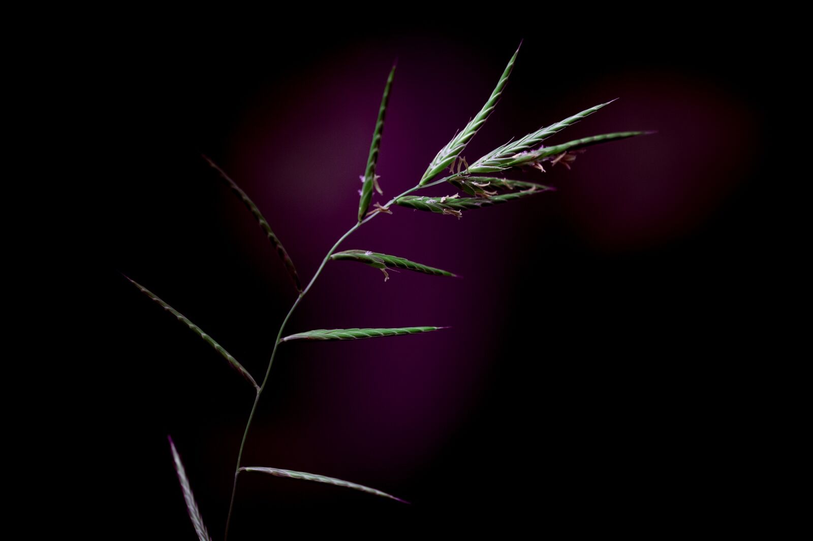 Nikon D7100 sample photo. Grass, grasses, blade of photography