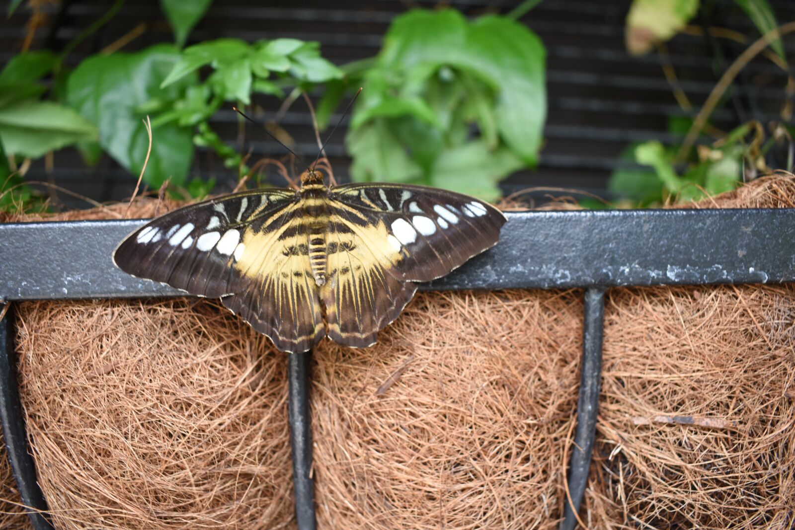 Nikon D3400 sample photo. Butterfly, insect, leaves photography